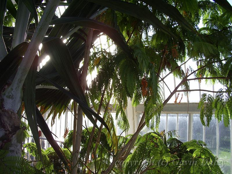 Sunlight, Palm House, Royal Botanic Gardens Kew IMGP6255.JPG